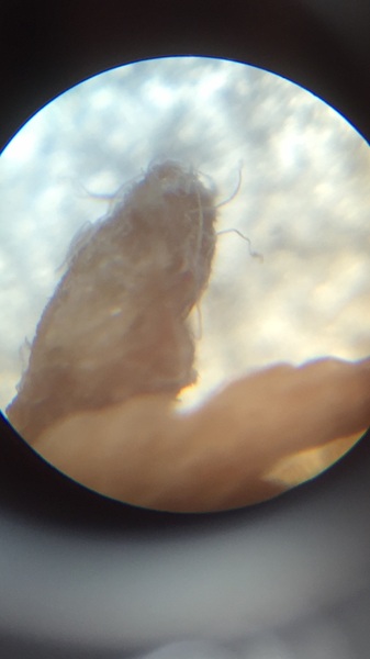 KLAXON!! Pic - Tell me this is a stitch and not a.....