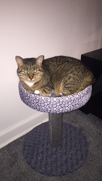 Cat photo thread!