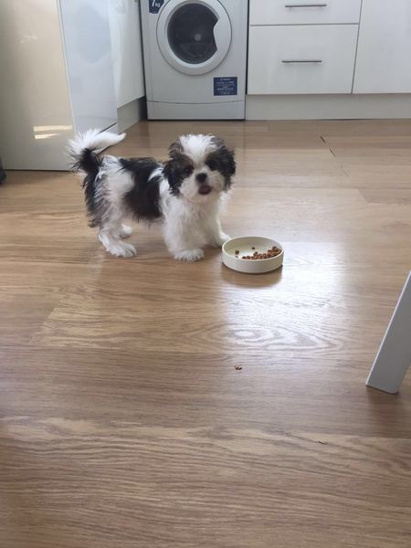 Anyone fancy a new puppy-support thread?
