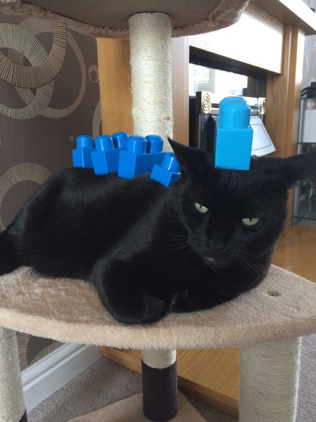 Balancing objects on cats.