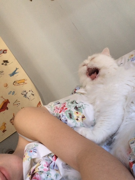 To ask you to share your slightly less than beautiful but much-loved pet pics