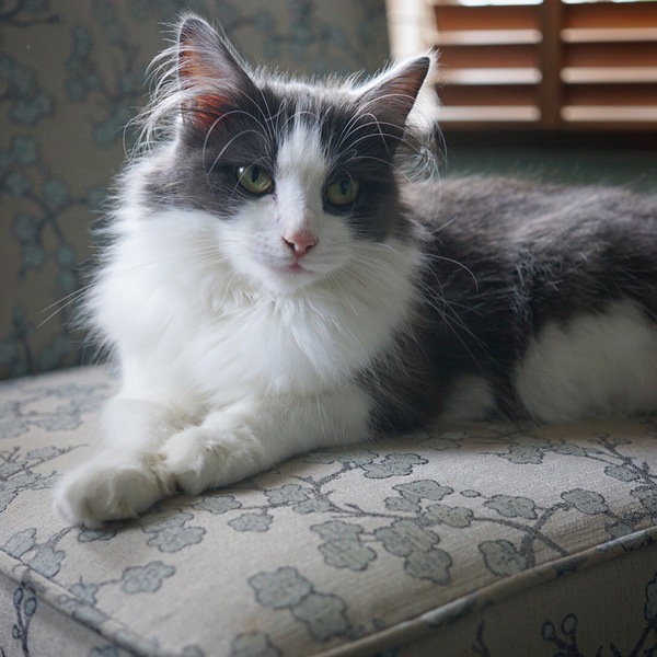 I love my cat so much it hurts. Is this normal?