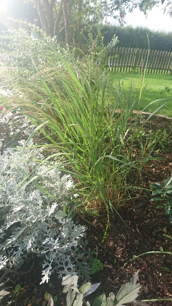 splitting ornamental grass
