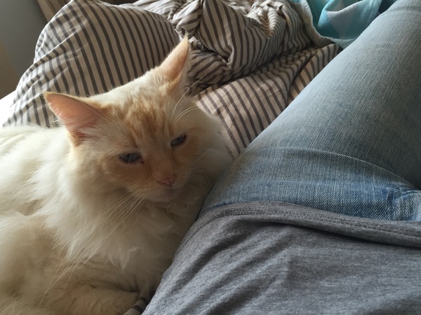 The Friendly Frugaleers, figuring out our finances with furry feline photos!