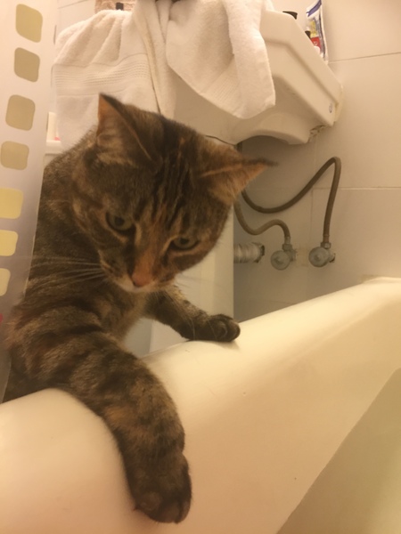 I really fucking love cats!!