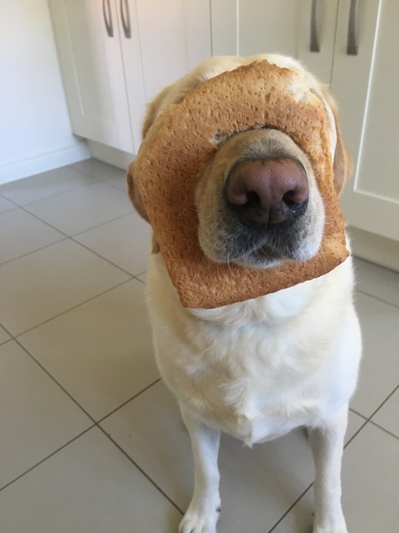 Can I just introduce Hullygully as inbred?