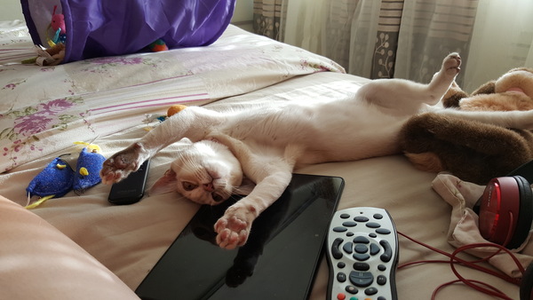I really fucking love cats!!