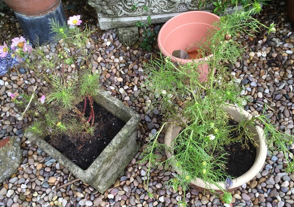 What's happened to my cosmos???