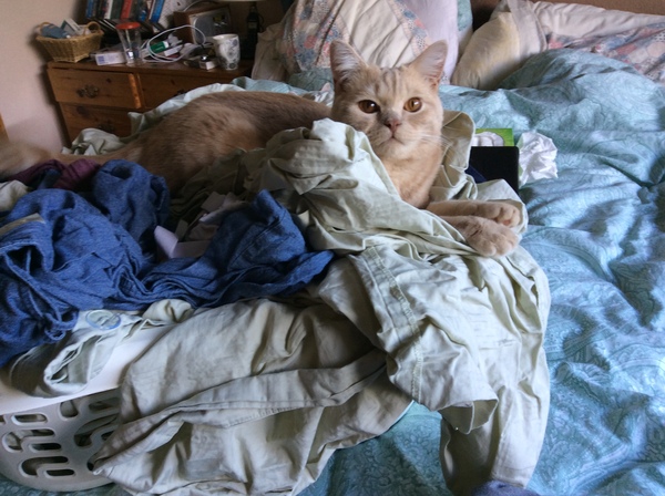 To ask you to share your slightly less than beautiful but much-loved pet pics