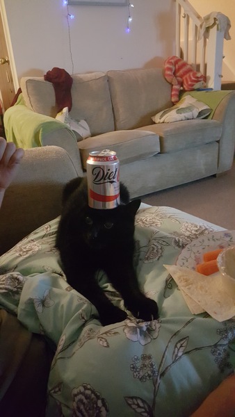 Balancing objects on cats.