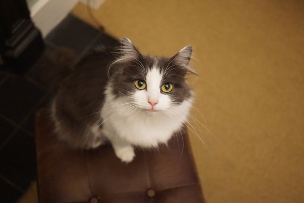 Cat photo thread!