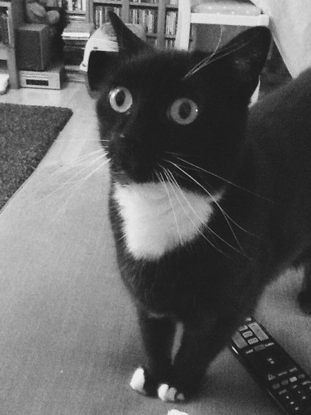 I really fucking love cats!!