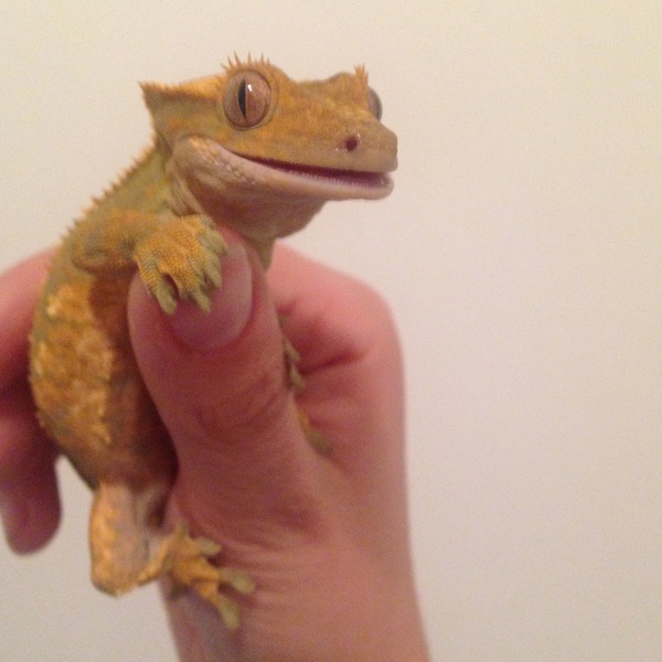 Pet for a 5yo - Guinea pig or leopard gecko