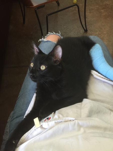 I really fucking love cats!!
