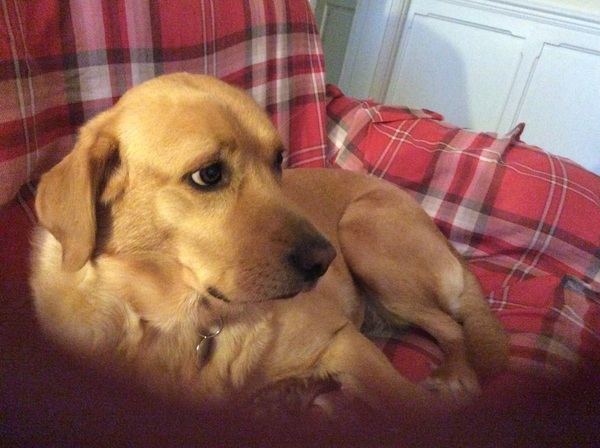 Brave Babes Battle Bus - Holding our heads up like thistles