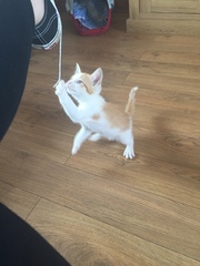 To ask you to share your slightly less than beautiful but much-loved pet pics