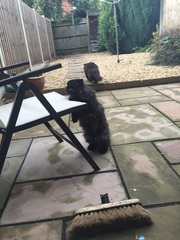 Photos of cats in gardens anyone?
