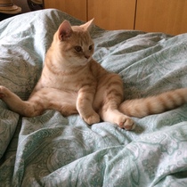 To ask you to share your slightly less than beautiful but much-loved pet pics