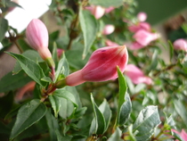 what are the little hard black specs on my fuchsia?