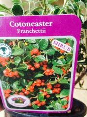 Plants for a border