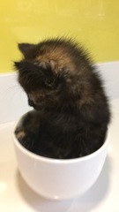 Kitten is here!