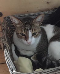 The Friendly Frugaleers, figuring out our finances with furry feline photos!