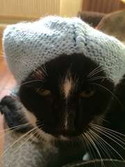 Cat photo thread!