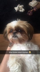 To ask you to share your slightly less than beautiful but much-loved pet pics
