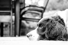 Tell me about your springer spaniels please!
