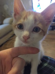 Cat photo thread!