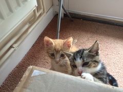 Oops we brought two home! Help with names please...