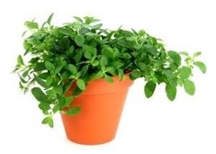 What do you do with oregano?!