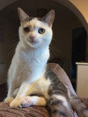 Cat photo thread!