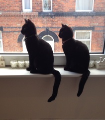 Cat photo thread!