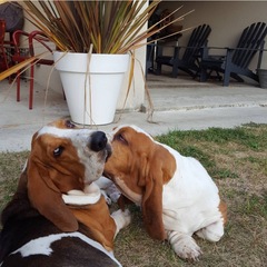 To be dog broody?