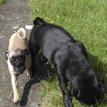 To ask you to share your slightly less than beautiful but much-loved pet pics