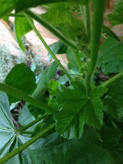 Mystery plant! Help please