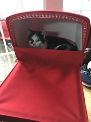 To ask you to share your slightly less than beautiful but much-loved pet pics