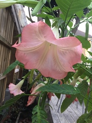"in the midst of winter, I found there was within me, an invincible summer" Potting shed chat continues here