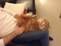 I really fucking love cats!!