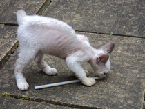 Photos of cats in gardens anyone?