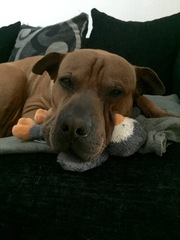 To be dog broody?