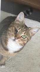 I really fucking love cats!!