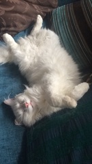 I love my cat so much it hurts. Is this normal?