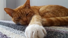 Share my kitteny joy!
