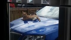 I really fucking love cats!!