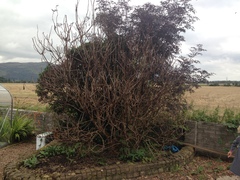 What has happened to my bushes?