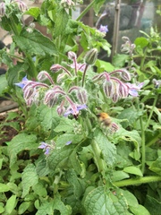 Another what is this?! Herb