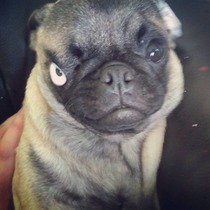 To ask you to share your slightly less than beautiful but much-loved pet pics