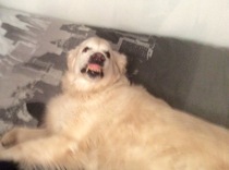 Meet Jess